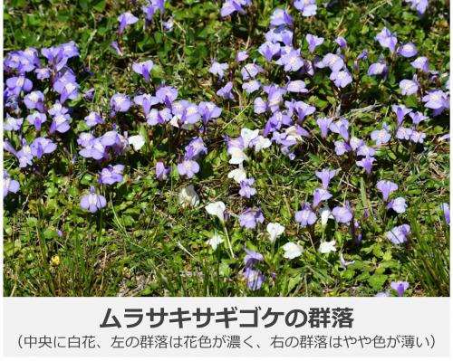 ムラサキサギゴケの写真