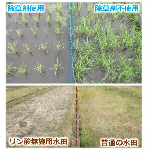 雑草が生えている水田と生えていない水田の比較写真