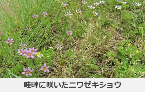 ニワゼキショウの写真