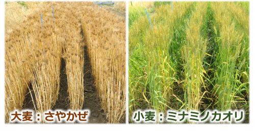 麦が黄金色になっている写真