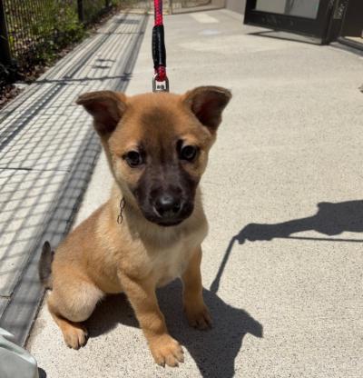 譲渡用犬