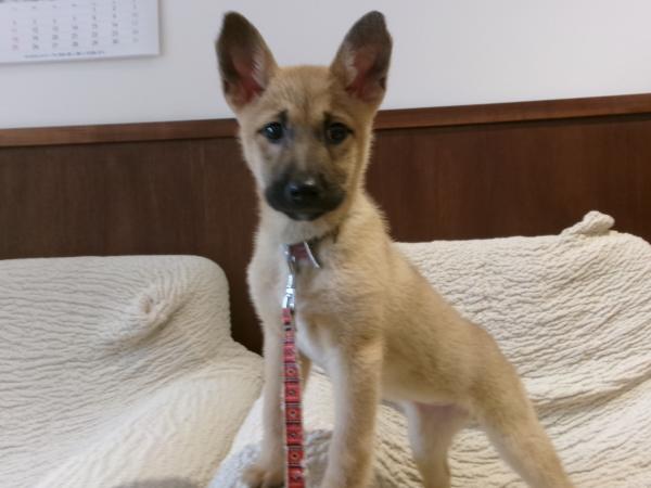 譲渡犬30