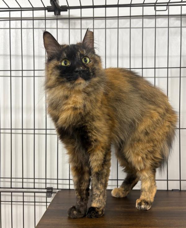 譲渡用猫