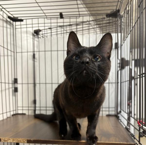 譲渡用猫