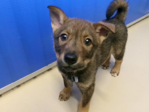 譲渡犬51