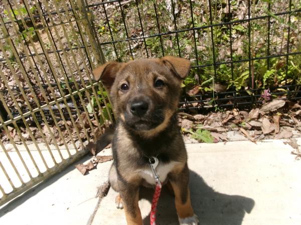 譲渡犬50