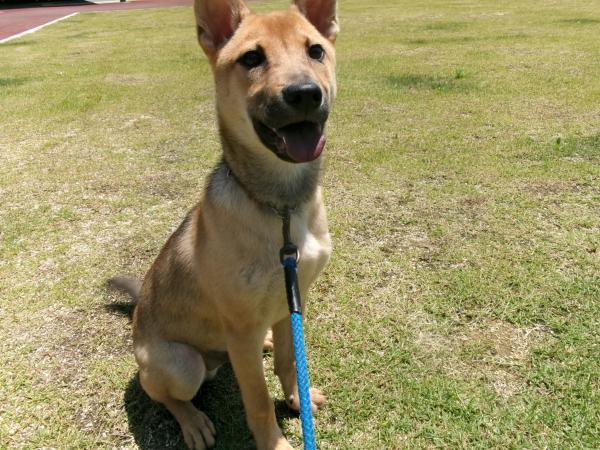 譲渡犬21