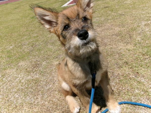譲渡犬22