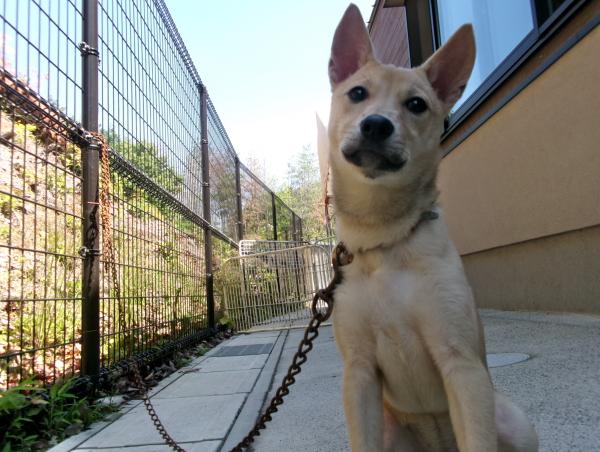 譲渡犬17