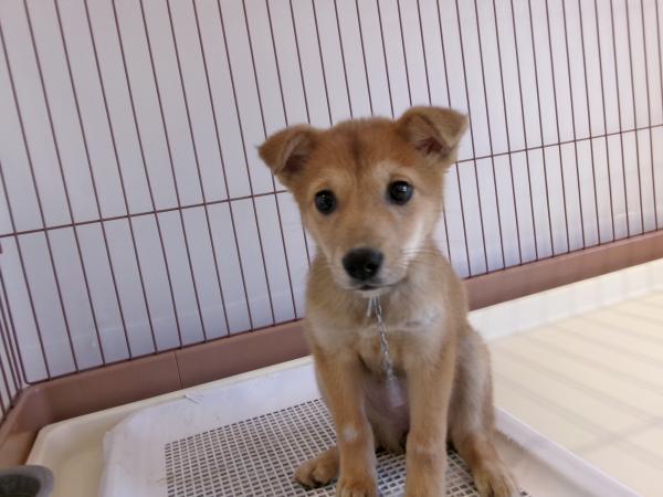 譲渡犬43