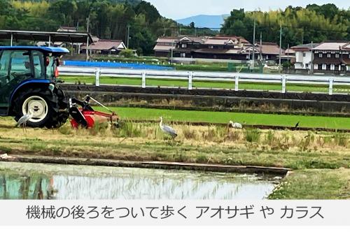 鳥たちとの共同作業の写真