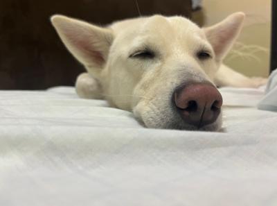 譲渡犬の写真1