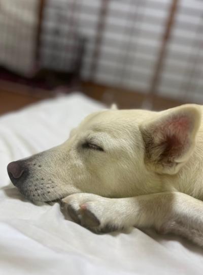 譲渡犬の写真2