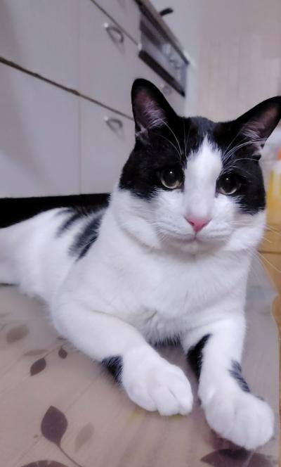 譲渡猫の写真1