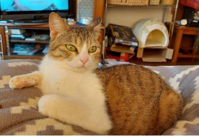 譲渡猫の写真１