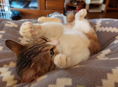譲渡猫の写真２