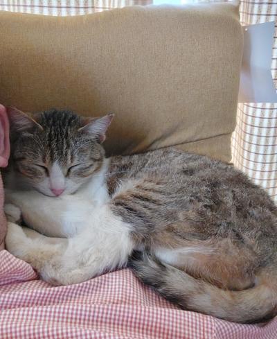 譲渡猫の写真３