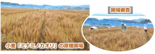 小麦「ミナミノカオリ」の原種ほ場の写真