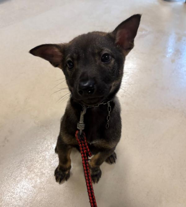 譲渡用犬