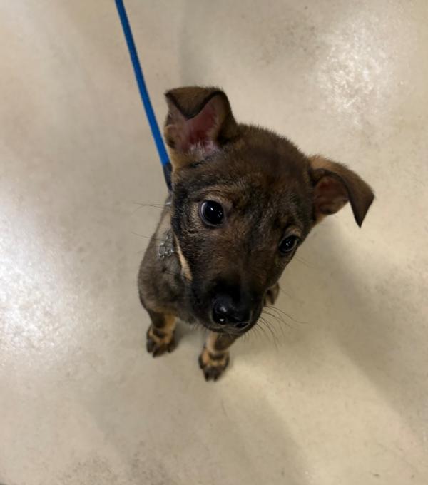 譲渡用犬