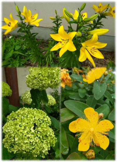 花のようす