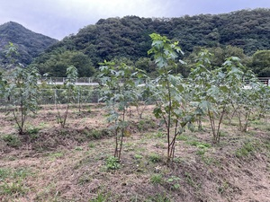 楮畑