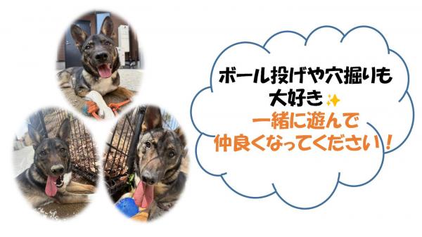 ゴルゴ２