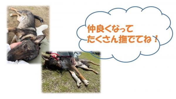 ゴルゴ４