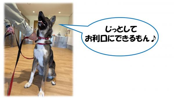ゴルゴ４