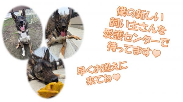 ゴルゴ５