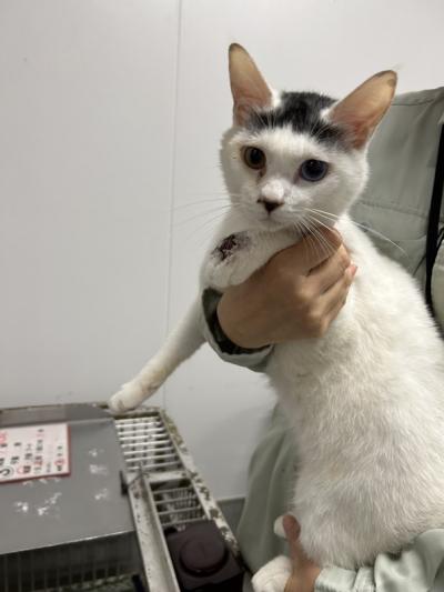 迷い猫1