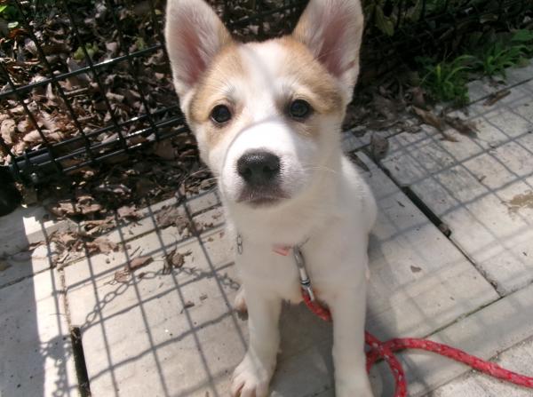 譲渡犬63
