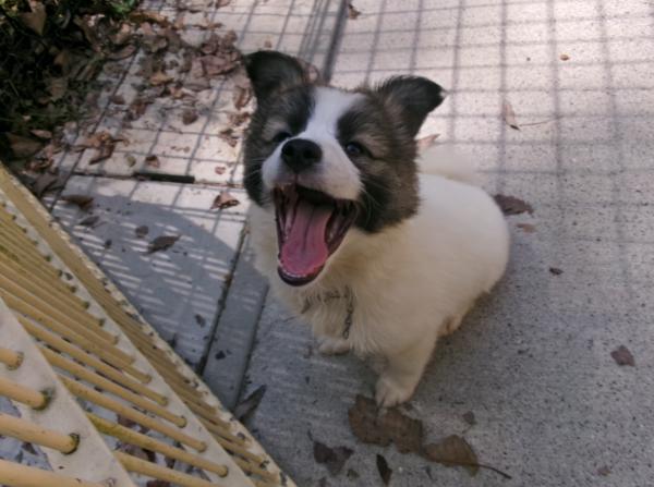譲渡犬63