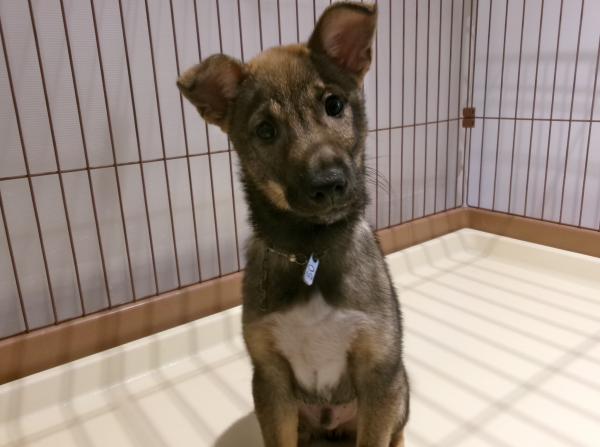 譲渡犬50