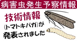 トマトキバガ