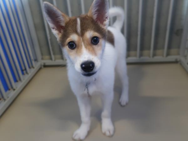 譲渡犬65