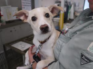 迷い犬１