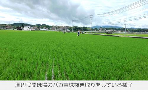 周辺の圃場のバカ苗を抜いている様子の写真