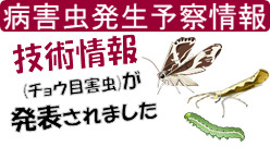 チョウ目バナー