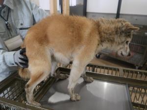 迷い犬2