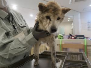 迷い犬
