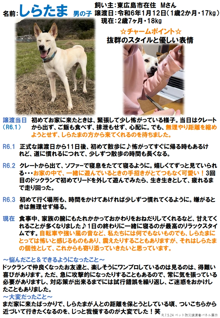 しらたま