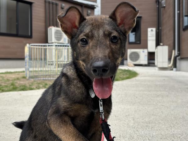 譲渡用犬