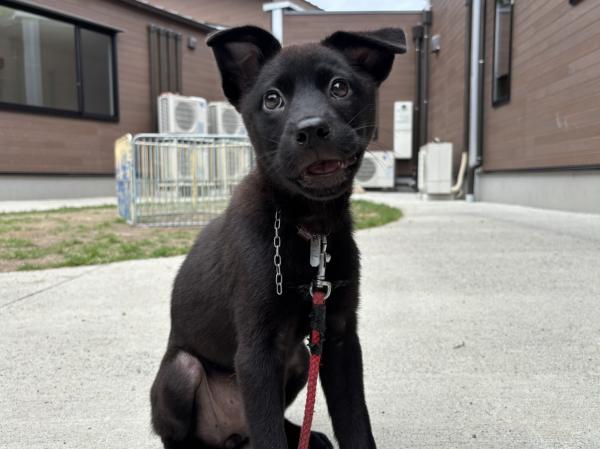譲渡用犬