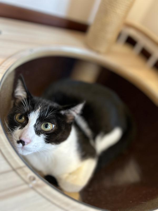 譲渡用猫