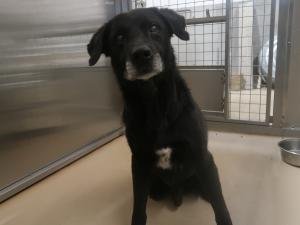 迷い犬2