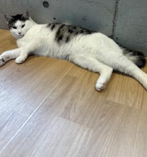はな