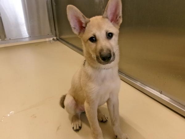 譲渡犬77