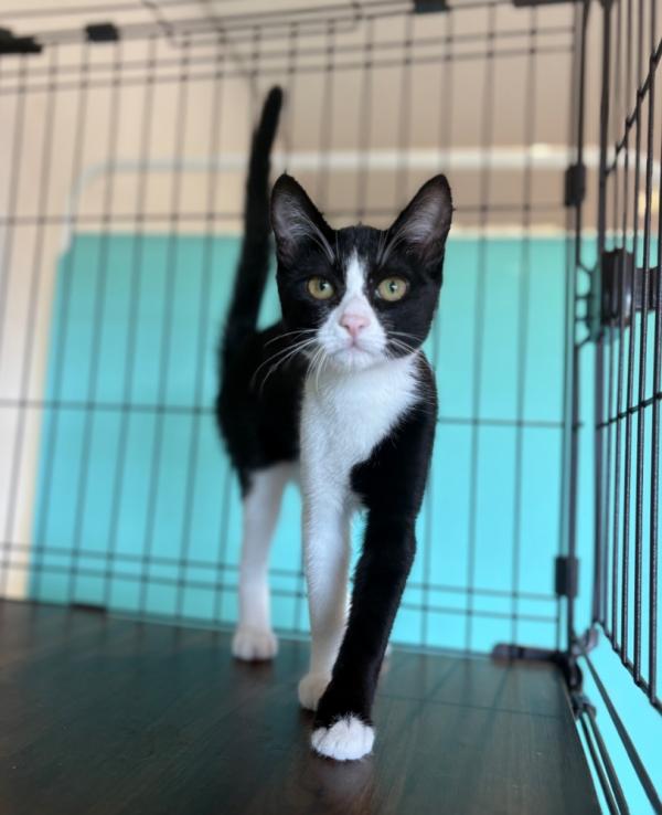 譲渡猫