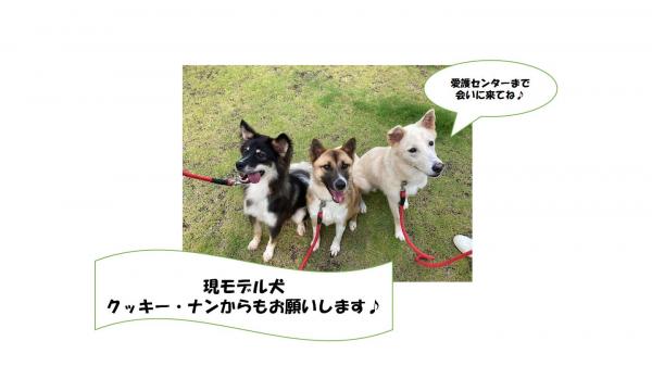 3頭